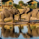 elephantsands
